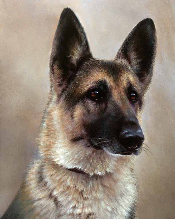 German Shepherd Dog